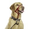 Halti headcollar cheap