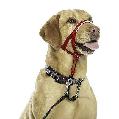 buy Halti-Headcollars-For-Dogs