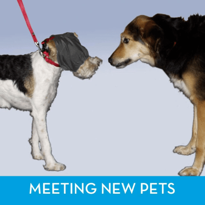 Calming cap for clearance dogs