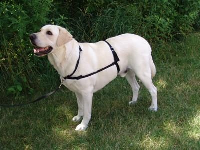 GENTLE LEADER Ultimate Dog Harness