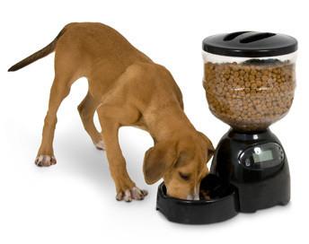 Petmate Infinity Programmable Feeder Dog