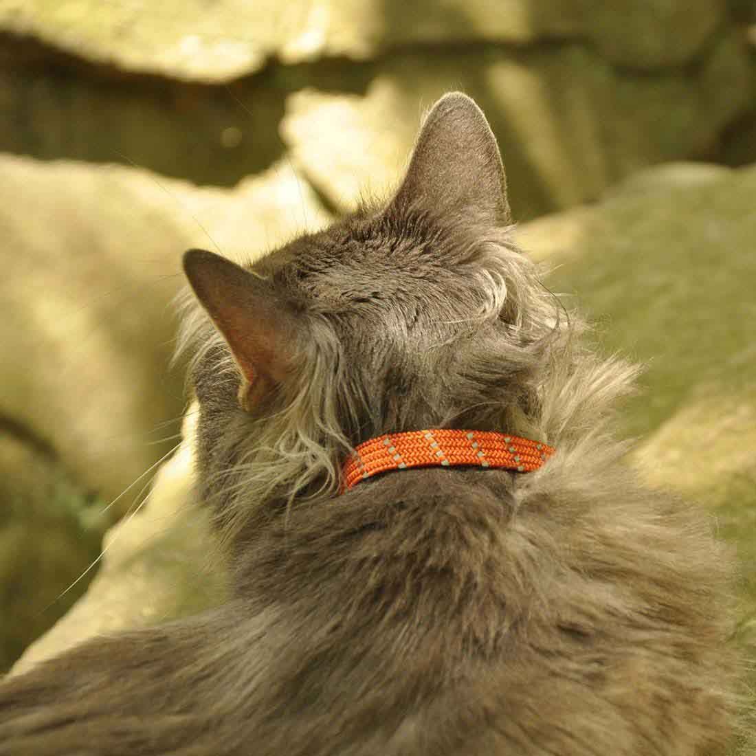 Elastacat sales