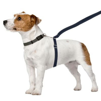 Animal leash 2025