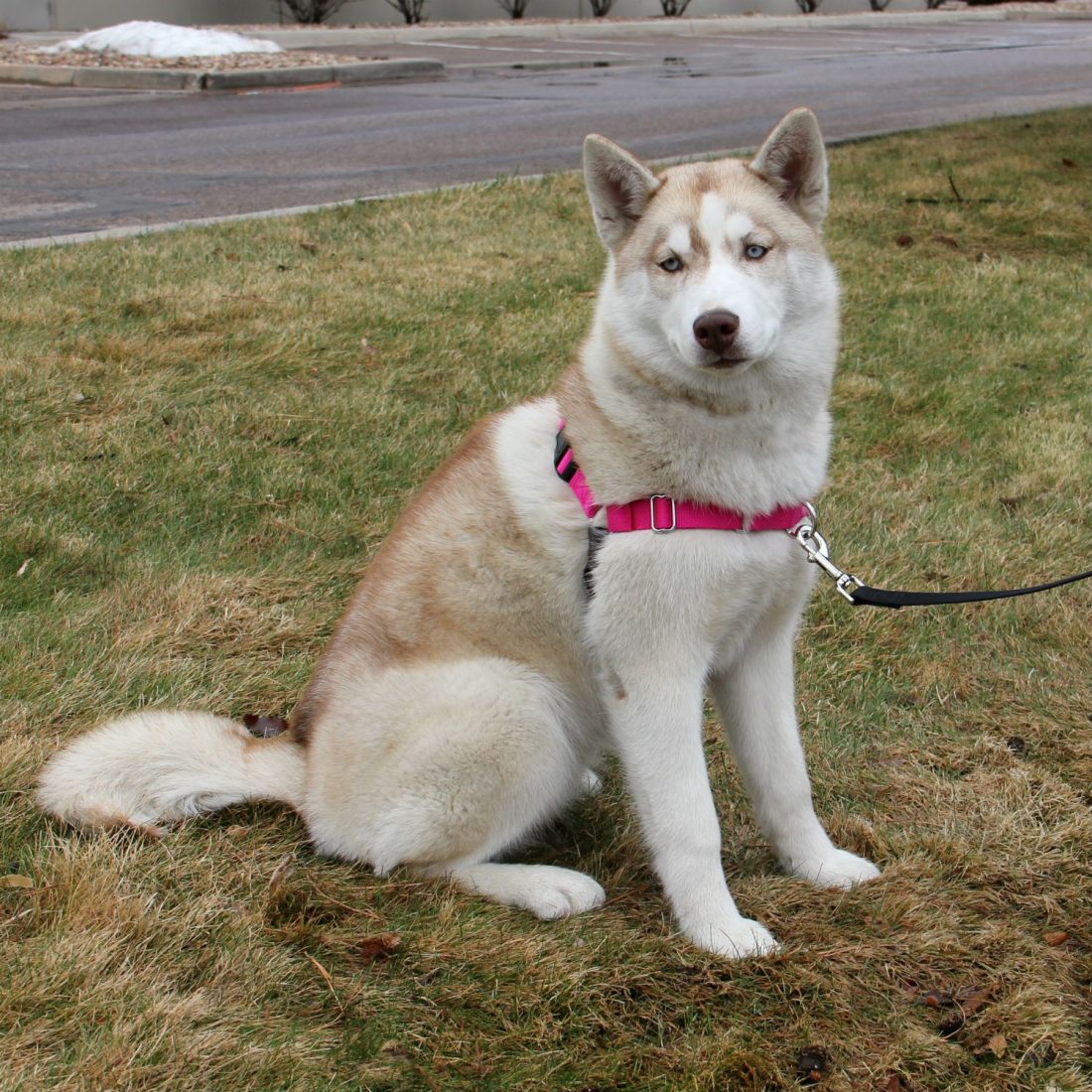 easy on harness dog