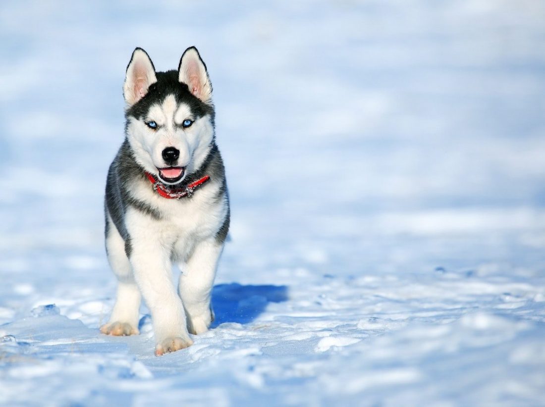 Best Dog Food For Huskies With Zinc Deficiency