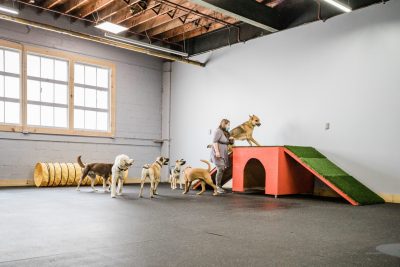 Dog daycare supplies wholesale hot sale