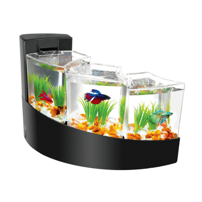 Halfmoon Betta, A Grade  Aquarium Illusions Inc 17211 - 107 ave NW