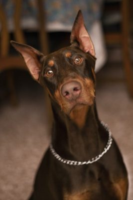 do doberman ears stand up naturally