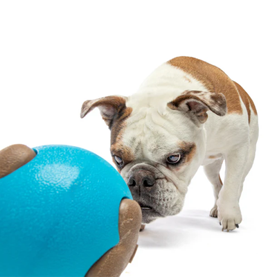 Gus dog ball sale
